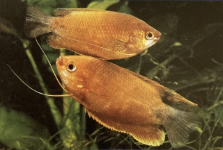 Un couple de colisa labiosa variété dorée.
